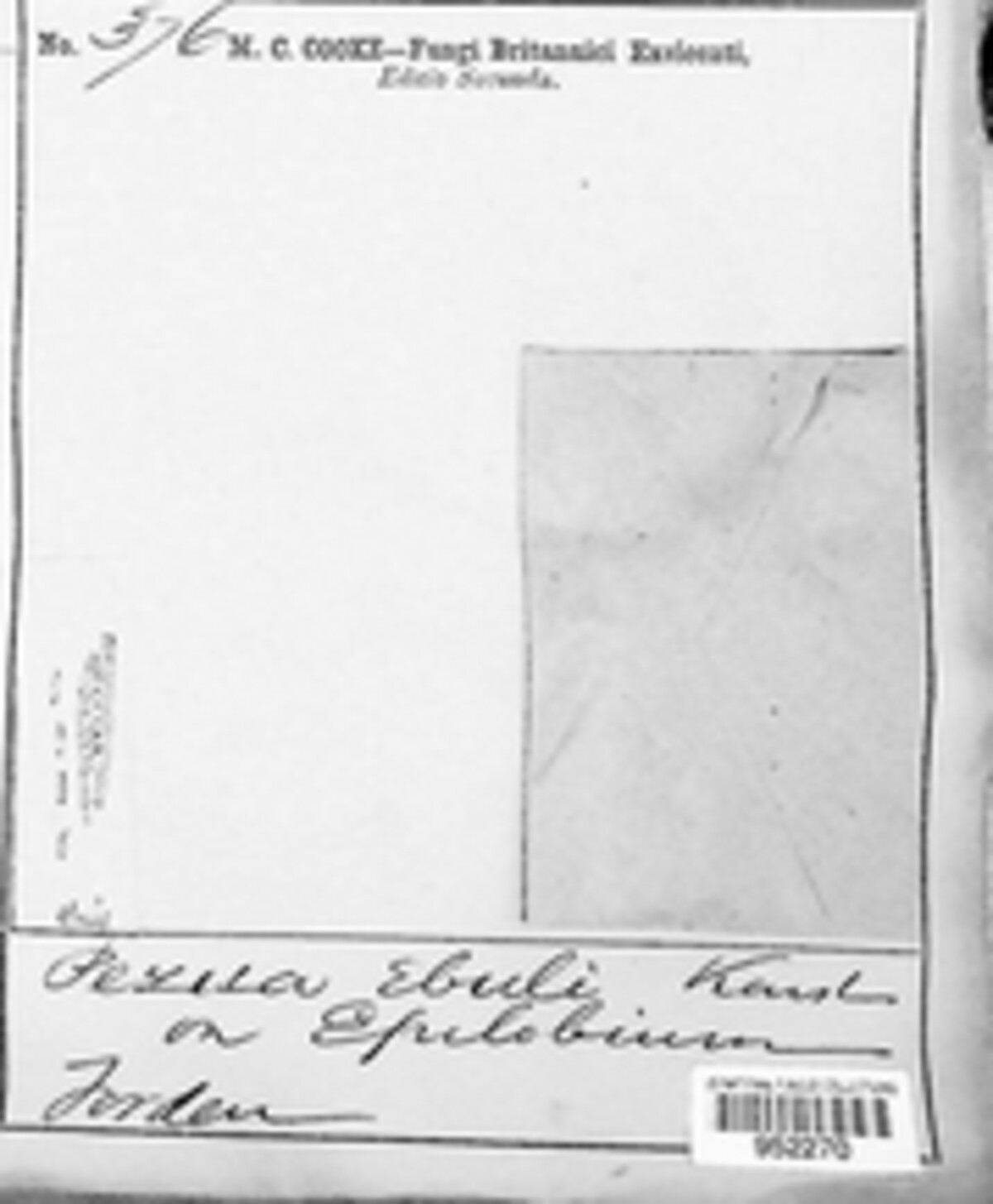 Peziza ebuli image